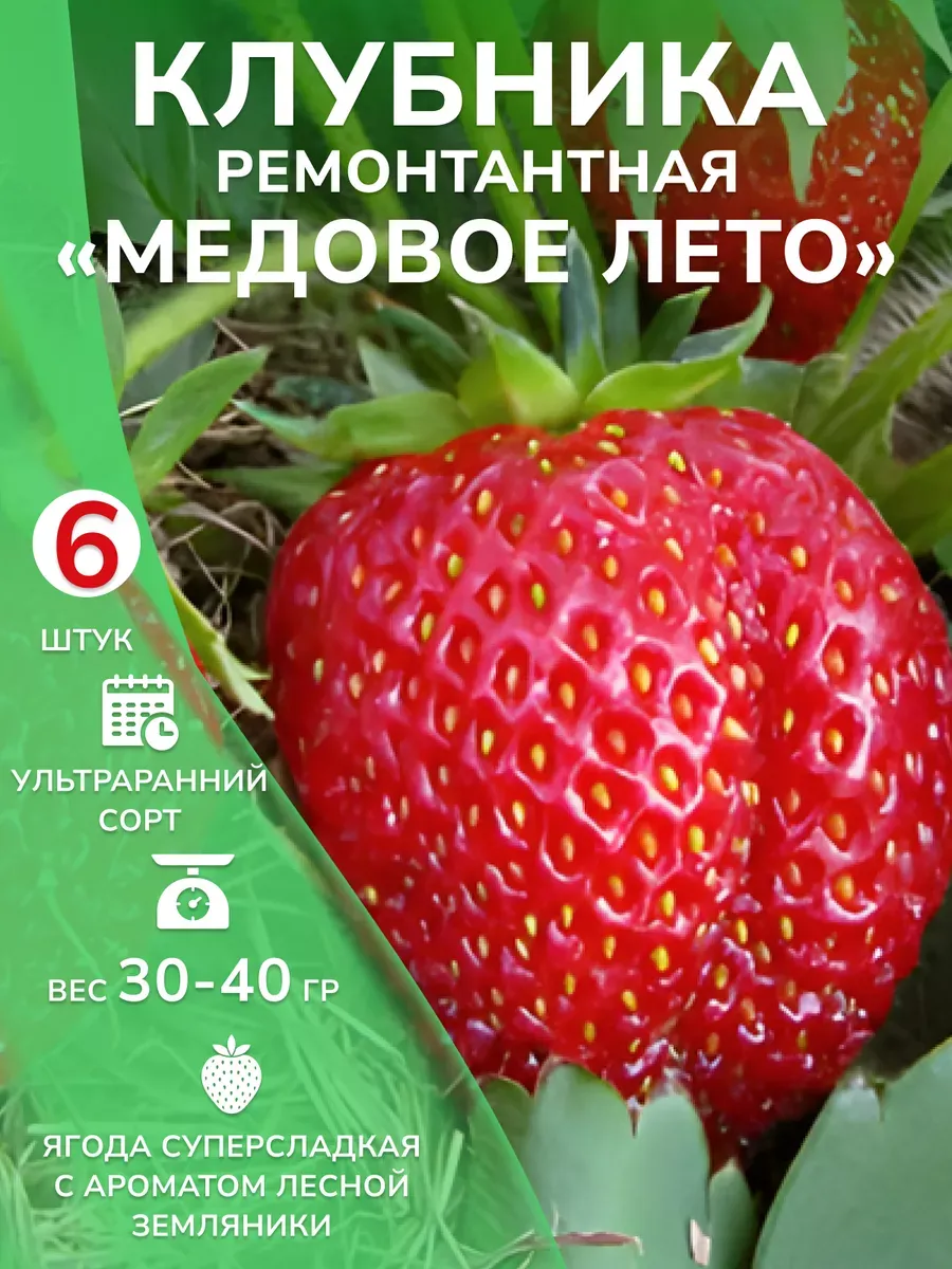 Клубника 