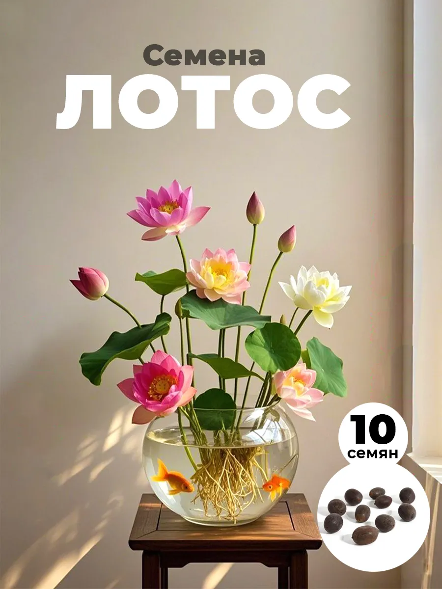 CЕМЕНА ЛОТОСА