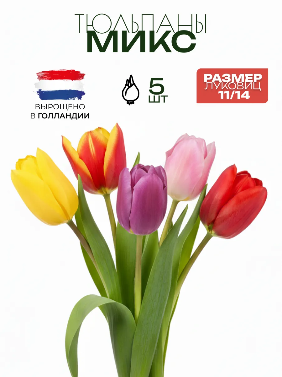 Тюльпан 